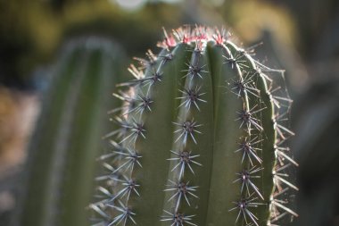 Çöldeki kaktüs bitkisinin manzarası. Dikenleri kapatın..