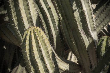 Çöldeki Kaktüs bitkisinin sanatsal manzarası. Dikenleri kapatın..