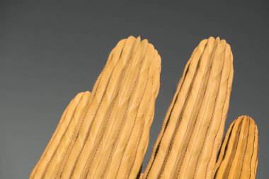 Çöldeki izole kaktüs bitkisi. Dikenleri kapatın. Renkli arkaplanda en az tasarım.