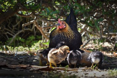 Piliçlerin olduğu zarif ve renkli tavuk, doğa arka planında, hayvan çiftliği.