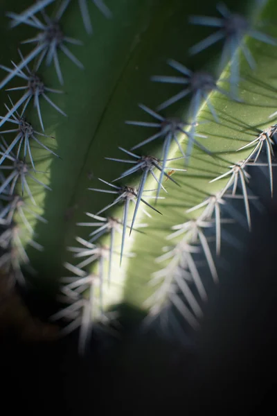 Detalhe Planta Cactus Deserto Fecha Espinhos Desfoque — Fotografia de Stock