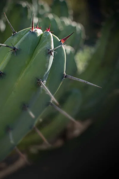 Detail of Cactus plant  in the desert. Close up thorns.