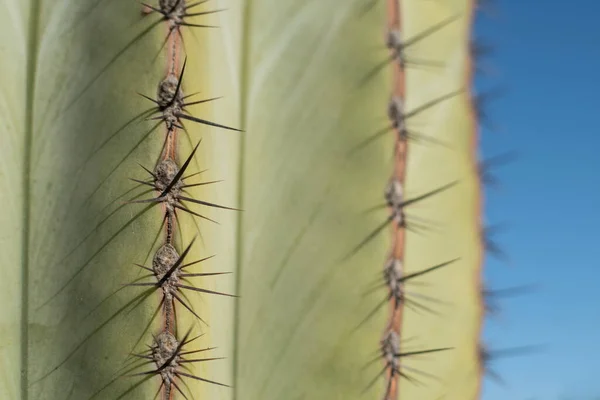 Kaktusz Növény Textúrája Sivatagban Töviseket Becsukni Háttér — Stock Fotó