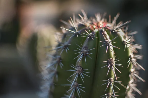 Paisagem Planta Cactus Deserto Fechar Espinhos — Fotografia de Stock