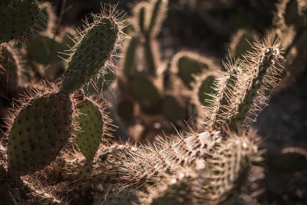 Paisagem Planta Cactus Deserto Fechar Espinhos — Fotografia de Stock