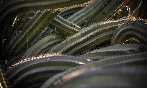 Landscape Cactus Plant Desert Close Thorns — Zdjęcie stockowe