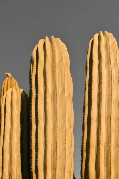 Isolierte Kakteenpflanze Der Wüste Naht Die Dornen Minimales Design Auf — Stockfoto