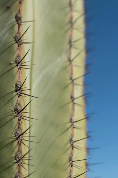 Kaktusz Növény Textúrája Sivatagban Töviseket Becsukni Háttér — Stock Fotó