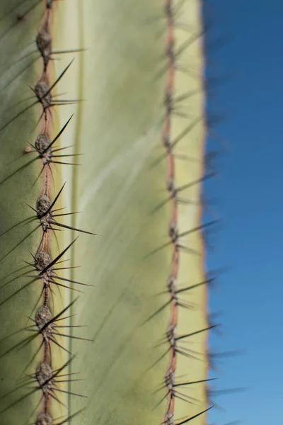 Texture Cactus Plant Desert Close Thorns Background — Φωτογραφία Αρχείου