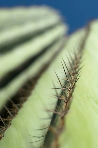 Texture Cactus Plant Desert Close Thorns Background — Φωτογραφία Αρχείου