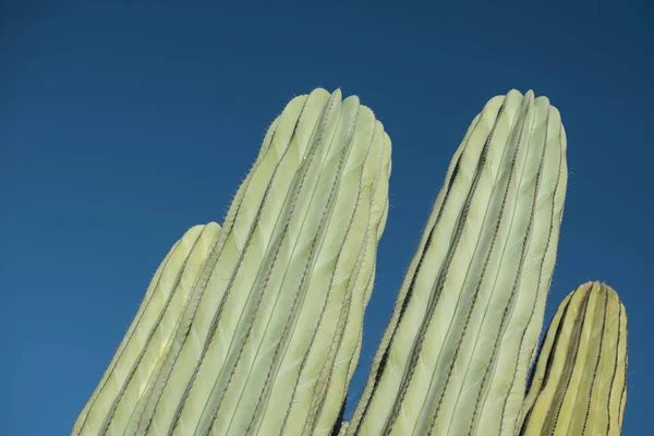Isolated Cactus Plant Desert Close Thorns Minimal Design Colored Background — Zdjęcie stockowe