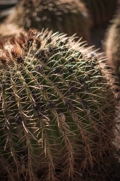 Artistic Landscape Cactus Plant Desert Close Thorns — Φωτογραφία Αρχείου