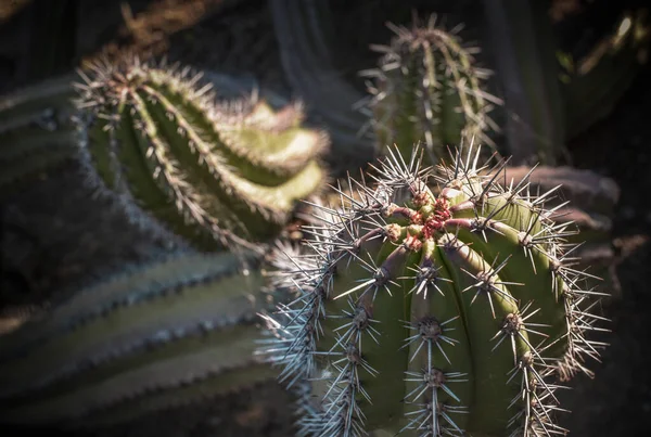 Paisagem Planta Cactus Deserto Fechar Espinhos — Fotografia de Stock