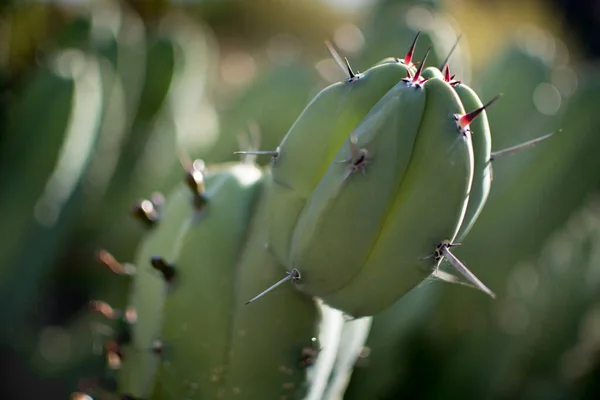 Landscape Cactus Plant Desert Close Thorns — Φωτογραφία Αρχείου