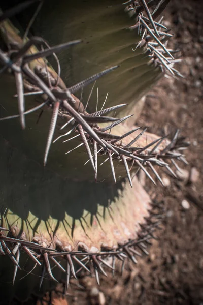 Landscape Cactus Plant Desert Close Thorns — Φωτογραφία Αρχείου