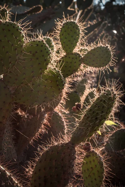 Landscape Cactus Plant Desert Close Thorns — Φωτογραφία Αρχείου