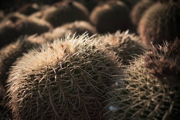 Landscape Cactus Plant Desert Close Thorns — Φωτογραφία Αρχείου