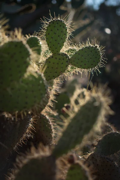 Пейзаж Растения Кактус Пустыне Закрыть Шипы — стоковое фото