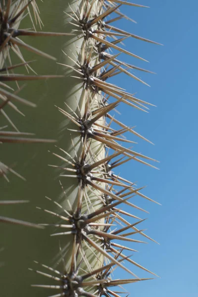 Detail Cactus Plant Desert Close Thorns — Φωτογραφία Αρχείου