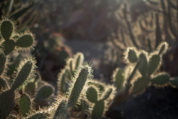 Kaktusz Növény Táj Sivatagban Töviseket Bezárni — Stock Fotó