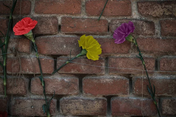 Spanish Republican Flag. Three carnations of the color of the republican flag on the wall of the almudena cemetery, representing the fight and execution of the republicans in the Spanish Civil War