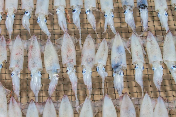 Nära håll torra squid — Stockfoto