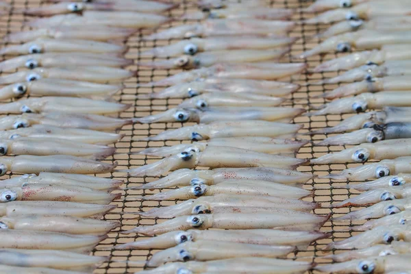 Nära håll torra squid — Stockfoto