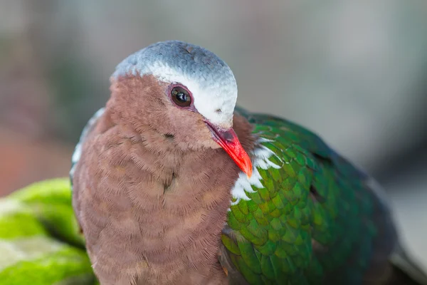 Pomba Esmeralda ou Pombo Verde — Fotografia de Stock