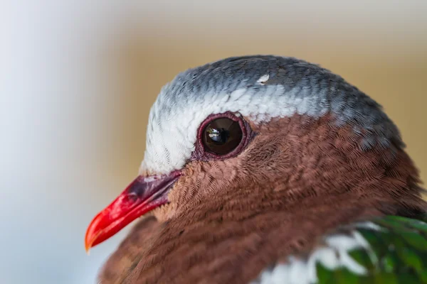 Pomba Esmeralda ou Pombo Verde — Fotografia de Stock