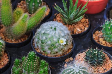 Bahçesinde çeşitli kaktüs bitkileri