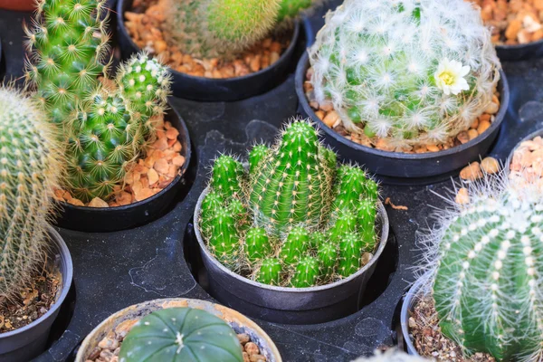Varias plantas de cactus en el jardín — Foto de Stock