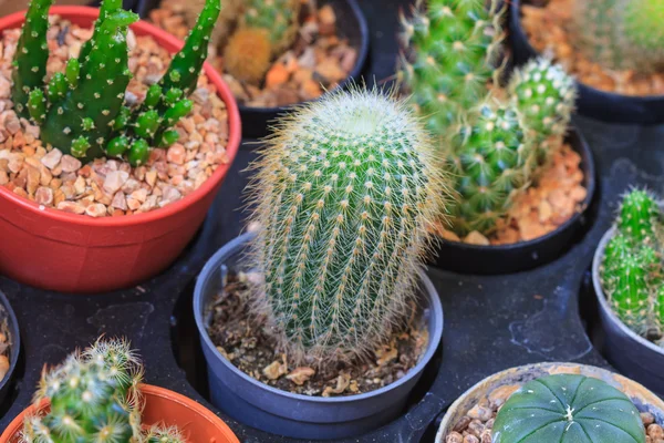 花园里的各种仙人掌植物。 — 图库照片