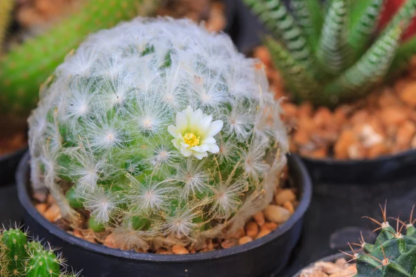 Close up van Cactusbloem — Stockfoto