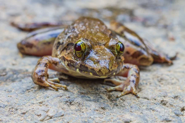 Close-up de Asian River Frog — Fotografia de Stock