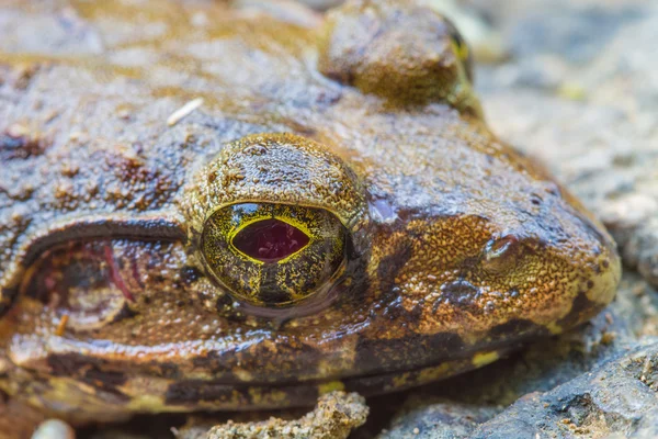 Close-up de Asian River Frog — Fotografia de Stock