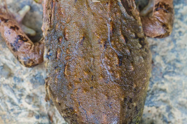 Closeup kůže asijské řeky žába — Stock fotografie