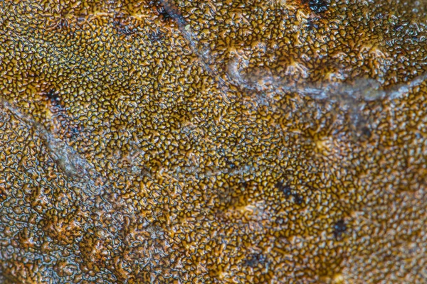 Closeup skin of Asian River Frog — Stock Photo, Image