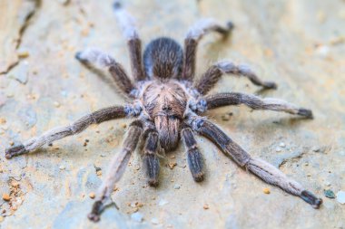 Tarantula yere kadar kapatın