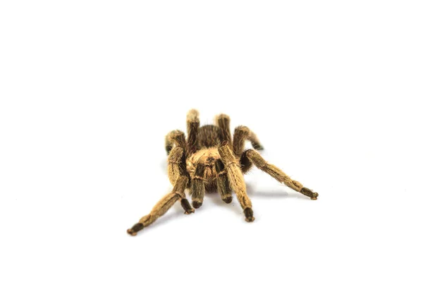 Tarantula izolowany na białym tle — Zdjęcie stockowe