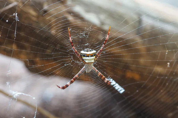 在热带森林中的五彩的蜘蛛 — 图库照片
