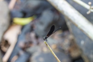 Siyah yusufçuk bir dalda dinlenme
