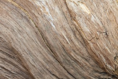 ağaç kabuğu dokusu arkaplanı