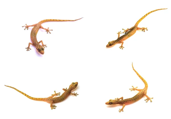 Set of Gecko lizard isolated on white — Stock Photo, Image