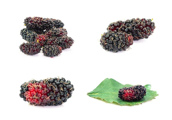 Набор Mulberry изолированы на белом фоне — стоковое фото