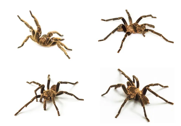 Conjunto de Tarántula aislado sobre fondo blanco — Foto de Stock