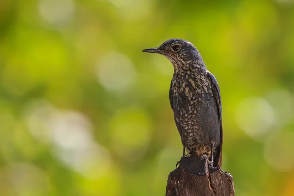 Grive bleue (Monticola solitarius) ) — Photo