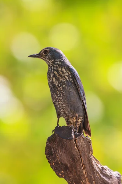 Grive bleue (Monticola solitarius) ) — Photo