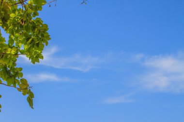 arkaplanda yeşil yapraklar