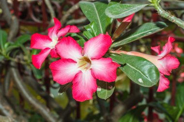 pembe çöl gülü veya Impala lily