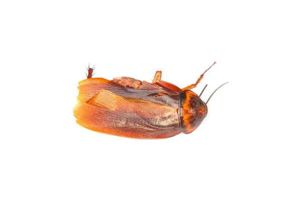 Dead cockroaches on white background — Stock Photo, Image